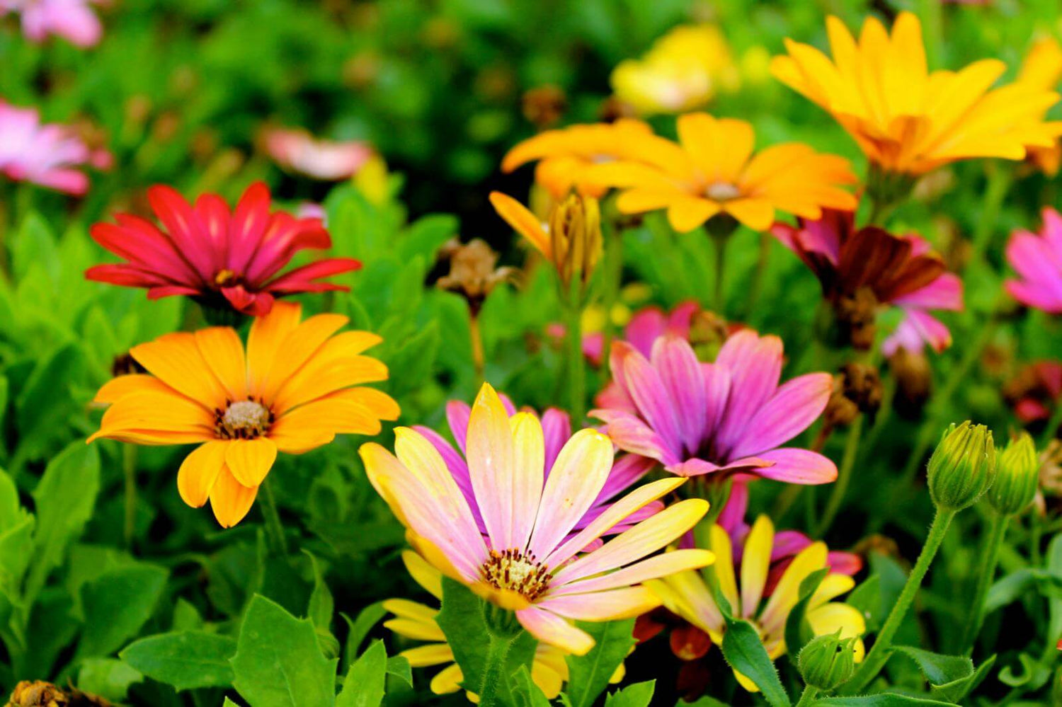 fleur jaune et violette